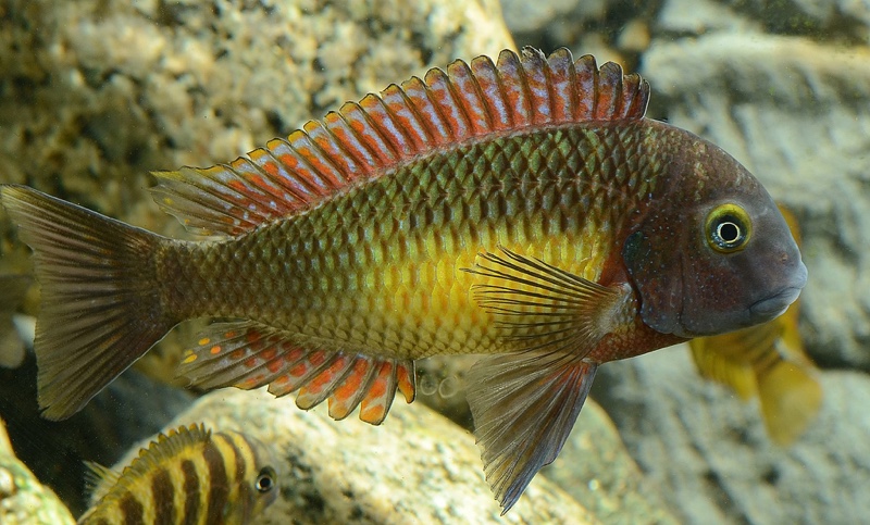 Tropheus moorii 'Kasanga'